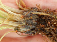 Isoetes melanopoda