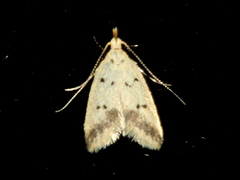 Atheropla decaspila