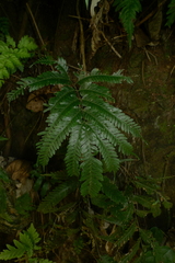 Pteris pacifica
