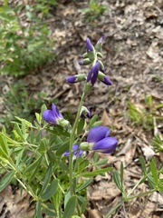 Baptisia australis aberrans