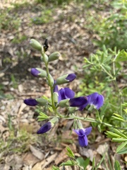 Baptisia australis aberrans
