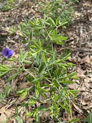Baptisia australis aberrans