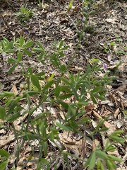 Baptisia australis aberrans