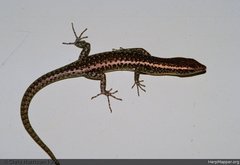 Cryptoblepharus australis