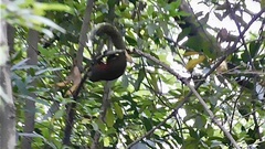 Callosciurus erythraeus