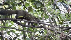 Callosciurus erythraeus