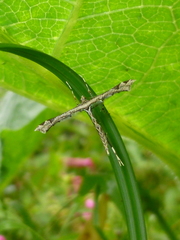 Stenoptilodes sematodactyla