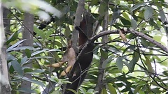 Callosciurus erythraeus