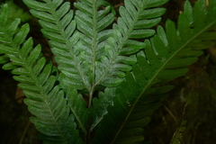 Pteris pacifica