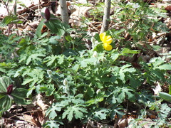 Stylophorum diphyllum