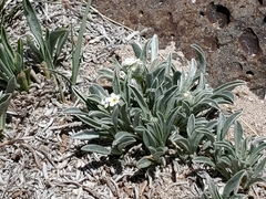 Oreocarya suffruticosa