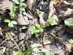 Floerkea proserpinacoides