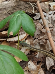 Thamnophis sirtalis