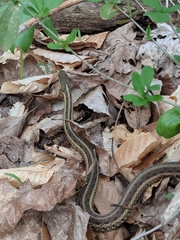 Thamnophis sirtalis