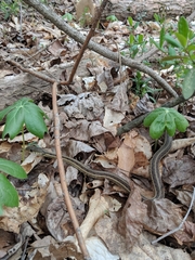 Thamnophis sirtalis