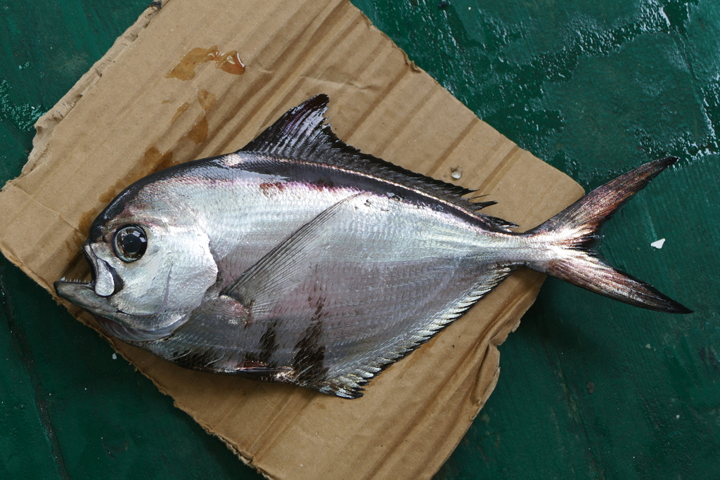 Ray's Bream