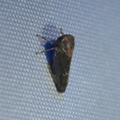 Idioscopus nitidulus