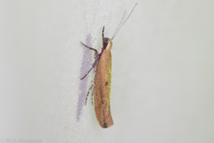 Ypsolopha unicipunctella