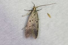 Neodactylota liguritrix