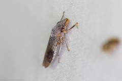 Homalodisca vitripennis