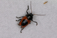 Cryptocephalus notatus