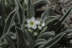 Oreocarya suffruticosa