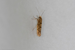 Argyresthia alternatella