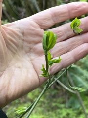 Euonymus occidentalis