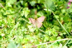 Paryphthimoides poltys