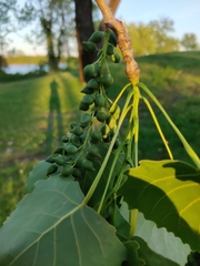 Populus deltoides