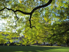 Styphnolobium japonicum