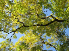 Styphnolobium japonicum