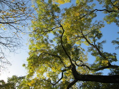 Styphnolobium japonicum