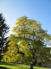 Styphnolobium japonicum