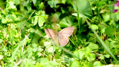 Paryphthimoides poltys