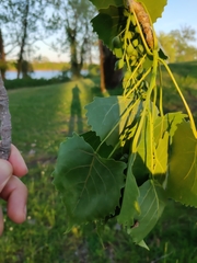 Populus deltoides