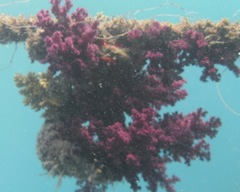 Dendronephthya hemprichi