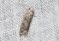 Lichenaula onychotypa