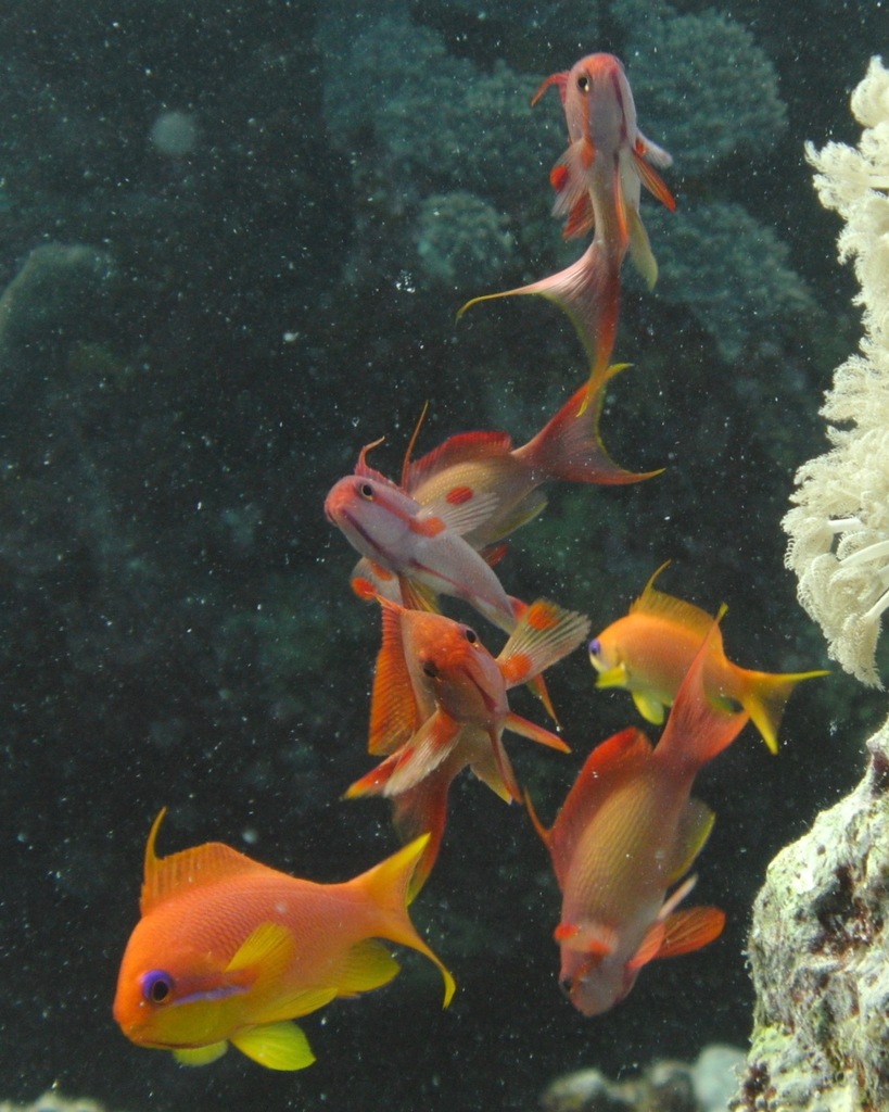Sea goldie