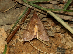 Uresiphita ornithopteralis