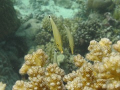 Oxymonacanthus halli