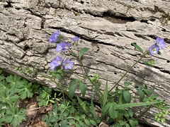 Polemonium reptans