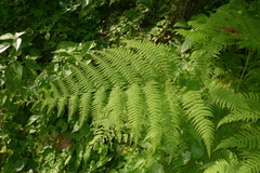 Macrothelypteris polypodioides