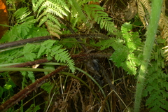Macrothelypteris polypodioides