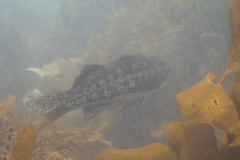 Aplodactylus arctidens