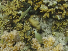 Oxymonacanthus halli