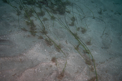 Zostera nigricaulis