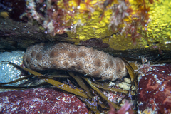 Australostichopus mollis