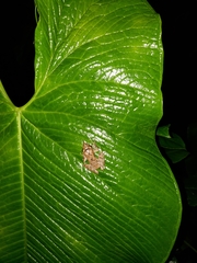 Pristimantis appendiculatus