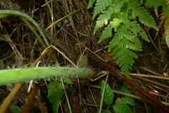 Macrothelypteris polypodioides